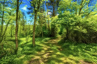 00000 McGuiness Road, Dexter, MI 48130 — photo 2
