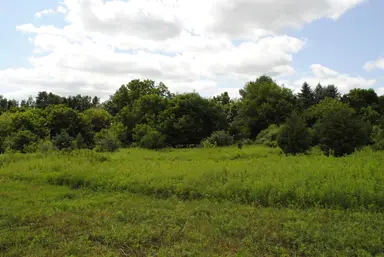 3190 Luna Drive, Dexter, MI 48130 — photo 3