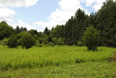 3199 Luna Drive, Dexter, MI 48130 — photo 5