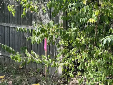 1962 McCartney Avenue, Ypsilanti, MI 48198 — photo 2